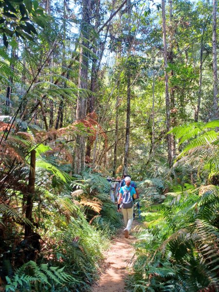【南投魚池】澀水森林步道2933055