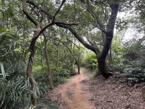 [微笑山線_第一段] 2025_0720 大棟山系_鎮遠山2843567