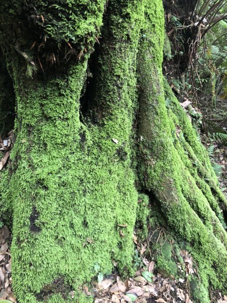 走遍陽明山—環七星山冷水坑新園街絹絲瀑布2142026