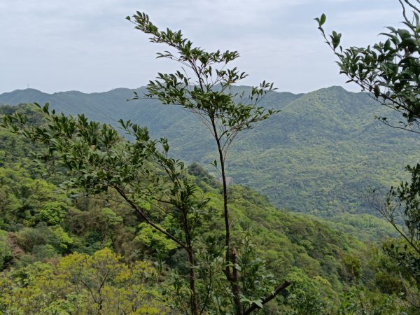 蛇子形古道+柴寮古道2754247