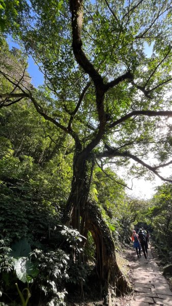 2025草嶺古道2970591