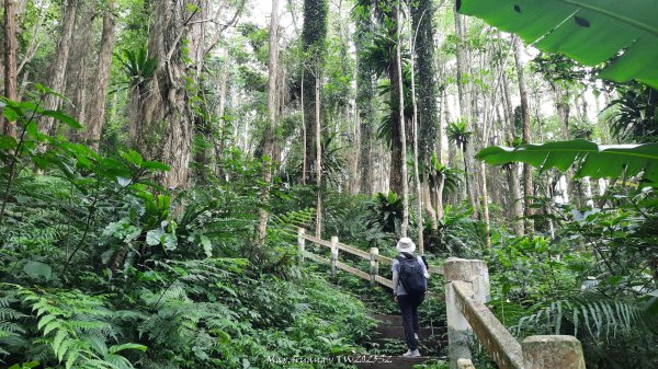《南投》竹林茶園｜鳳凰谷步道環鳳凰山寺O繞202506222817511