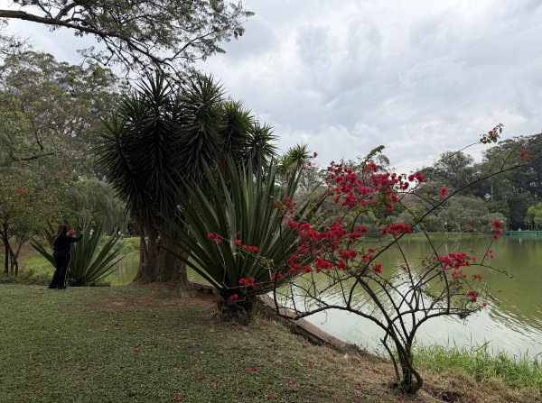 [紐約馬之行-68] 2025_1116 伊比拉布埃拉公園-中2955109