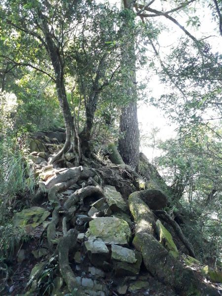 《台中》谷關七雄｜唐麻丹山（裡冷線）