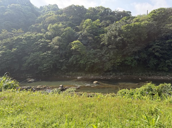 2026_0412 鐘萼木賞花 - 淡蘭國寶樹3035275