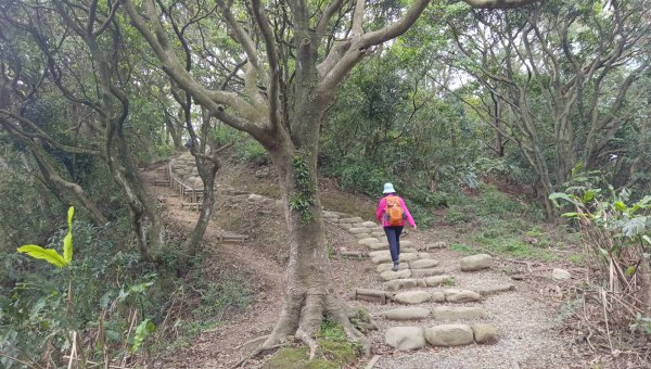 (姨婆趴趴走)第五十集:新北樹林大同山、青龍嶺、大棟山諸峰連走2751621