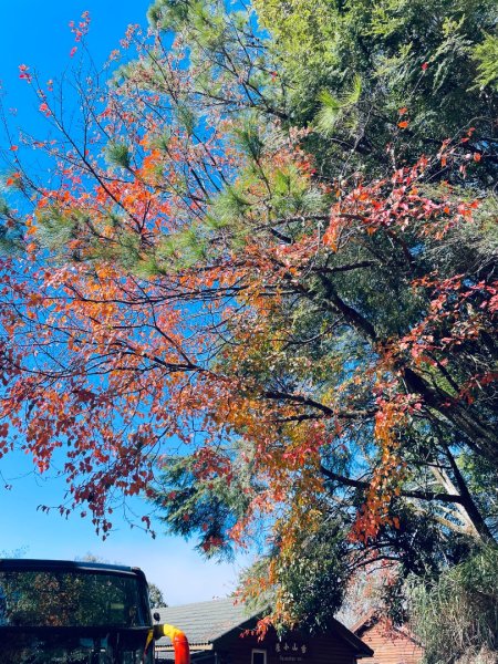 20241230 大雪山神木步道2745376