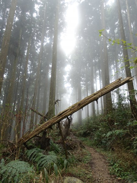 櫻花-柳杉林-鵝公髻山878492