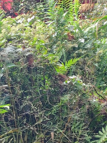 鳳鳴古道 鳳鳴山 南隘勇（南長城）古道 三湖山 八達嶺（龍骨）古道 綠色古道 延平古道2975273