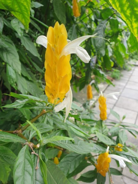 臺北大縱走第七段1589113