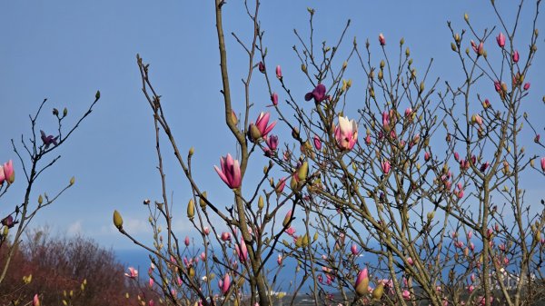 2025楓樹湖木蓮花即將大爆發，近似球形的花朵枝頭綻放，滿山滿谷粉紅泡泡，相當浪漫2711966