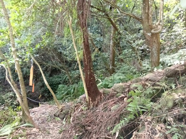 雙溪區大平林山+后番子坑古厝+后番子坑山+武山煤礦事務所+焦炭窯O型2988514