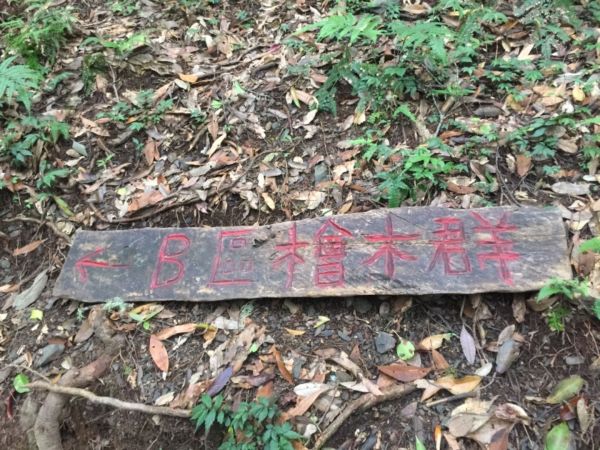 尖石鄉神木群B區386511