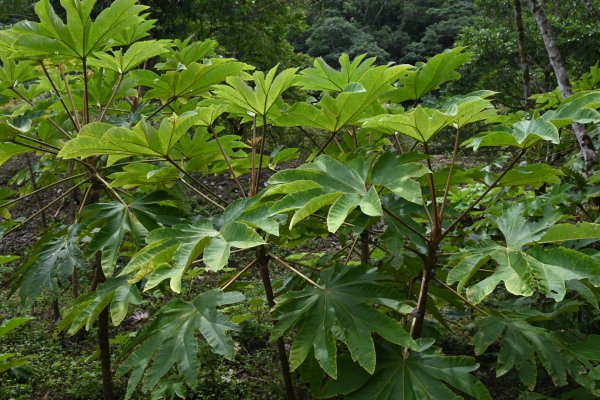 2025_0712 福山植物園2836207