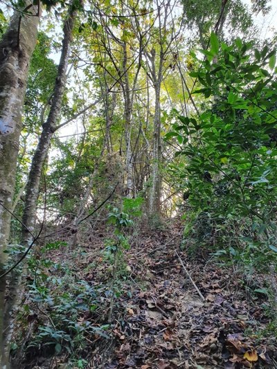 林內咬狗山810650