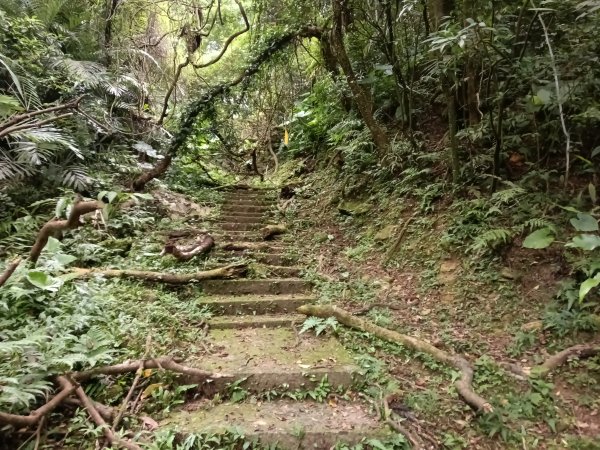 雙溪區雙澳崙+土地公嶺保甲路+青雲古道+遠景古道O型2910431