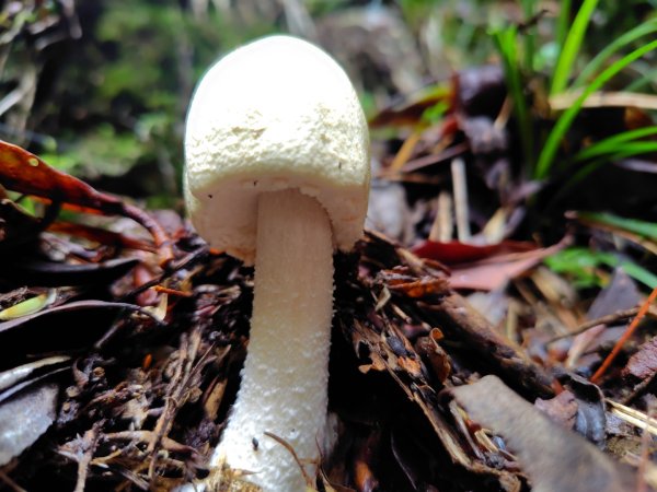 稍來小雪山國家步道、船型山、鞍馬山、鞍馬山東北峰、天池、雪山神木2799730