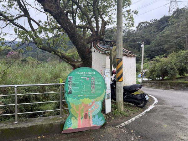[樟之細路_第一大段RSA08] 2026_0328 小粗坑古道3025742