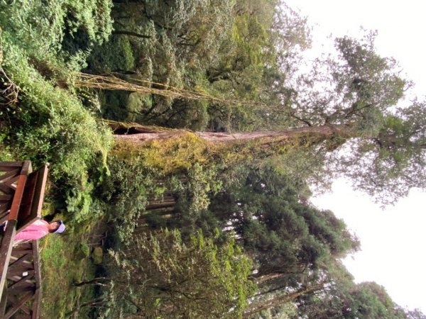 阿里山神木園區1497381