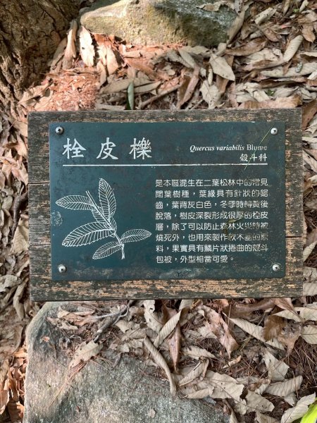 台中 和平 東卯山2771847