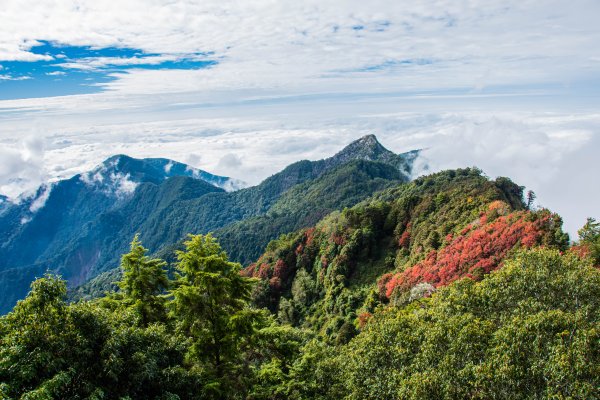 稍來山楓葉林2960905