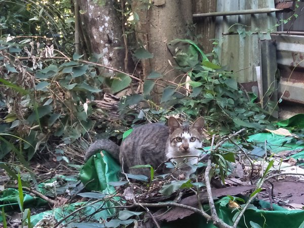 來不及走完的第五段之隔壁金面山人好多ฅ^•ﻌ•^ฅ