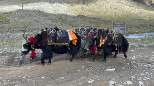 西藏♥️可愛動物🐎人物寫真/拉薩旅拍/美食2911667
