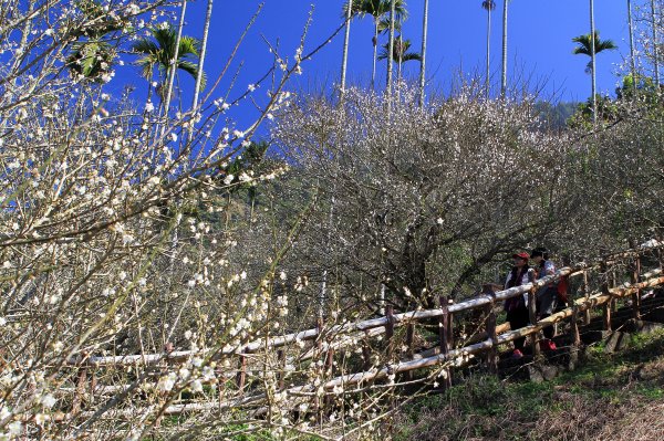 【臺南~楠西】梅嶺賞梅一~觀音步道1246924