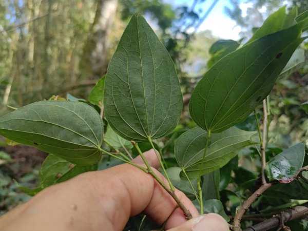 回歸自然的杜仔湖步道上雙子山2677795