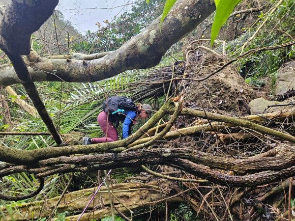 20241222冷飯坑山-楓子林山-烏月山群峰-昇高坑山-竹麻寮山2674713