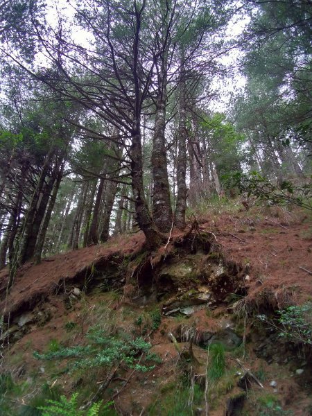 【臺中市和平區】閂山鈴鳴山(上)1063450