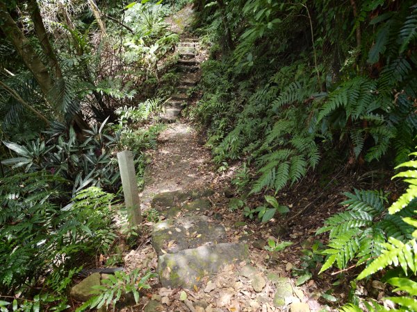 [淡蘭古道] 2026_0523 南路第一段_樹梅古道3069601