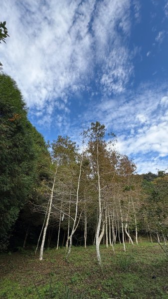 鵝黃色的優雅2960191