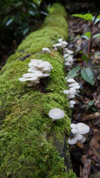 鵝公髻山之花400580