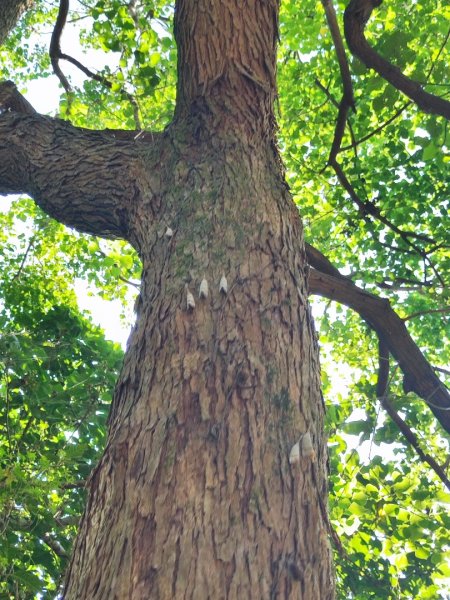 後花園散散步2855158