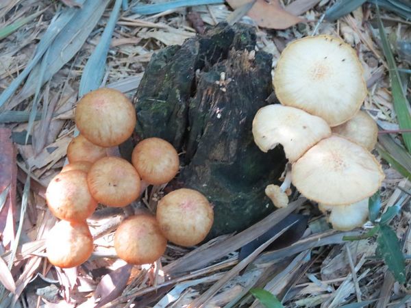 小格頭獅頭山,鱷魚頭最佳觀景點410935