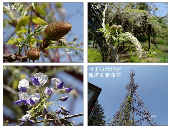 阿里山慈雲寺の紫藤2782153