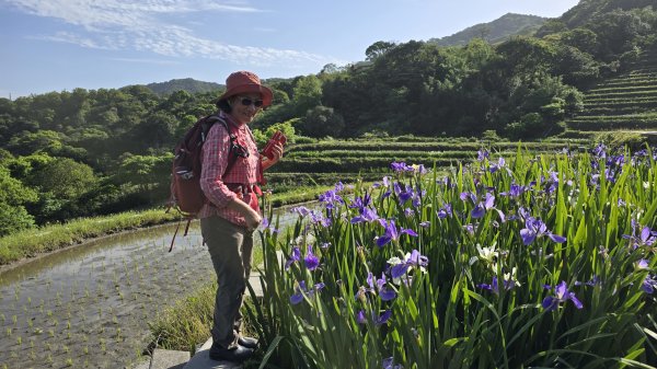 免出國免門票，連綿壯闊的梯田風情，全臺唯一梯田鳶尾花海，嵩山百年梯田2764691