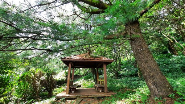 《新竹》石階古道｜橫山大崎棟古道O繞上大山背山202308252261595