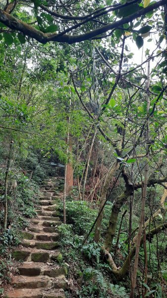 《雲林》全程陡陡｜華山10-5號步道上雲嘉大尖山202203061631175