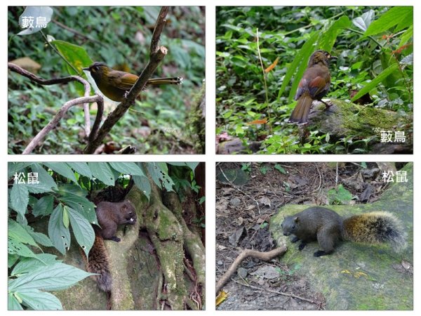 溪頭/山芙蓉之旅712610