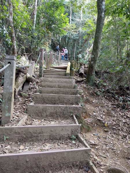 馬那邦山(小百岳#37)登山步道。點點楓紅 2020/12/131425316