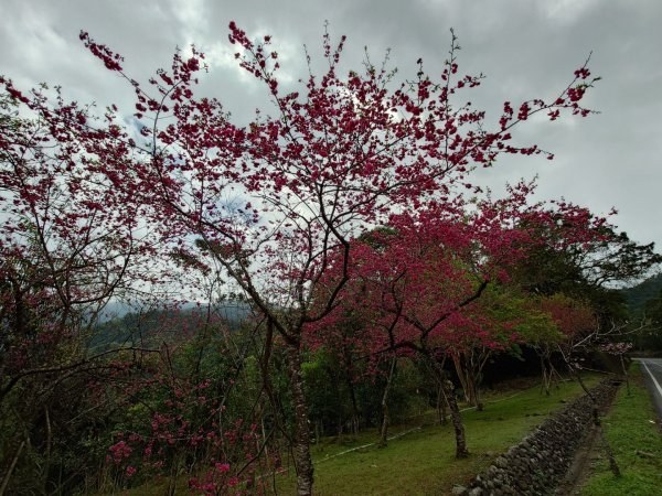拳頭姆自然步道3007182