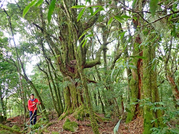 南橫登新望嶺山 2019/01/27513065