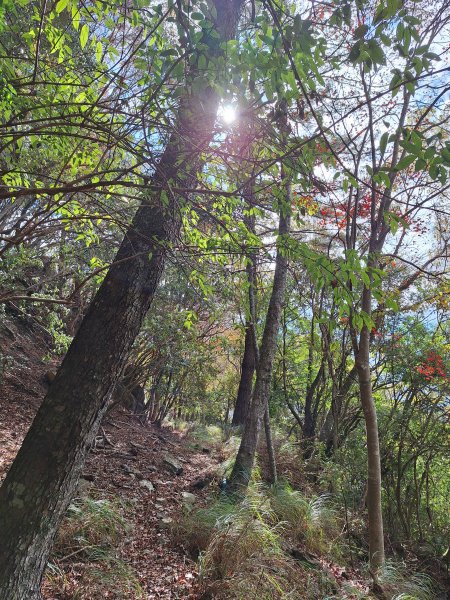 雪見駐在所+雪見山202512252971636