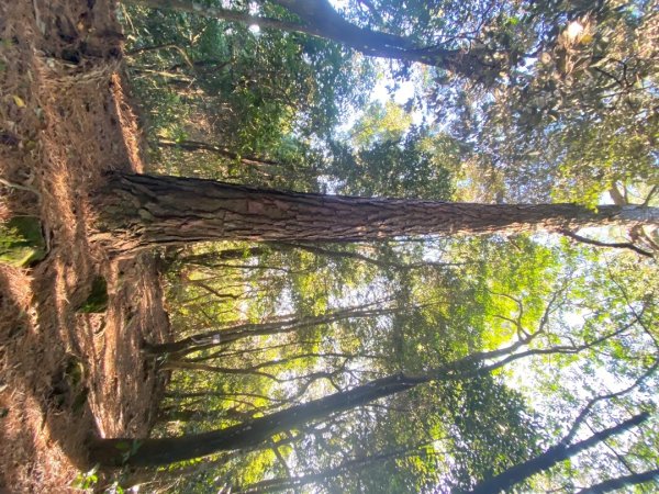 桃園大溪-打鐵寮古道-白石山2612645