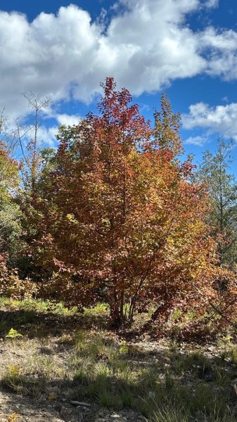 馬武霸下武陵2962344