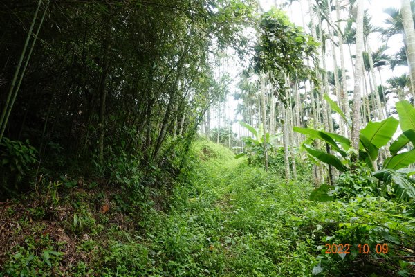 臺南 白河 黃牛山1875973