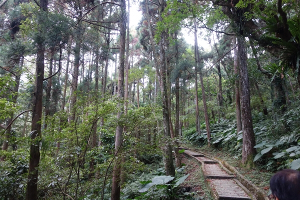 ＊步道小旅行＊三峽滿月圓森林步道1613