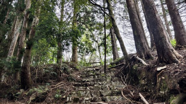 【谷關七雄】新山馬崙 - 松香裡的時光迴廊：聽山林講述歲月的故事3094019